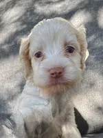 Elsa, a female Cockapoo and Cocker Spaniel for sale in Republic, MO – 1 of 3
