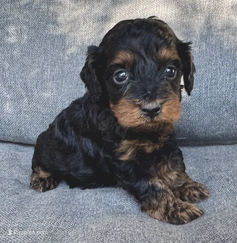 Eva – Cockapoo, Cocker Spaniel puppy for sale in Republic, MO