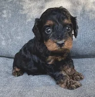 Eva, a female Cockapoo and Cocker Spaniel for sale in Republic, MO – 1 of 4