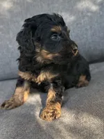 Moose, a male Cockapoo and Cocker Spaniel for sale in Republic, MO – 3 of 3