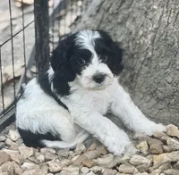 Duke, a male Cockapoo and Cocker Spaniel for sale in Republic, MO – 4 of 9