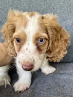 Max, a male Cockapoo and Cocker Spaniel for sale in Republic, MO – 3 of 7