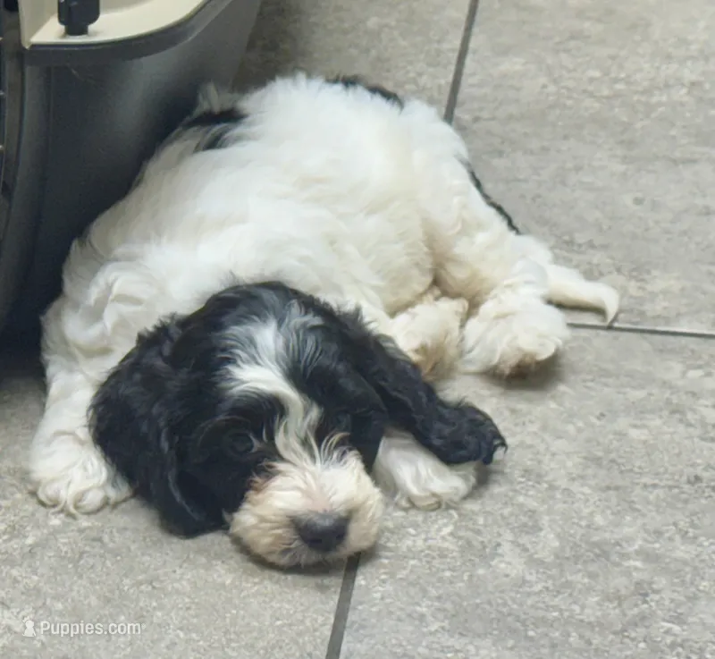Sophie  – Cockapoo, Cocker Spaniel puppy for sale in Republic, MO