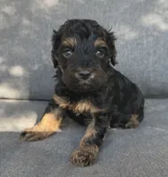 Moose, a male Cockapoo and Cocker Spaniel for sale in Republic, MO – 1 of 3