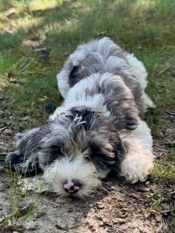 Duke – Cockapoo puppy for sale in Republic, MO