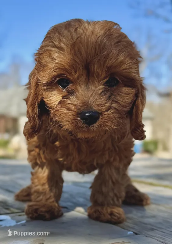 Toby – Cavapoo puppy for sale in Springfield, MO