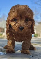 Toby, a male Cavapoo for sale in Republic, MO – Photo 4 of 10