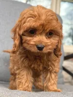 Toby, a male Cavapoo for sale in Republic, MO – Photo 3 of 10