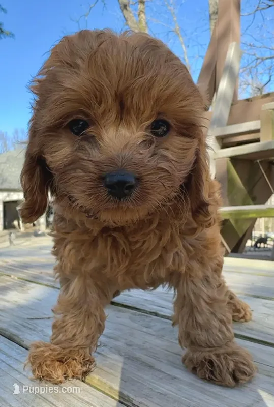 Toby – Cavapoo puppy for sale in Springfield, MO