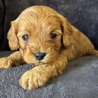 Toby, a male Cavapoo for sale in Republic, MO – Photo 10 of 10