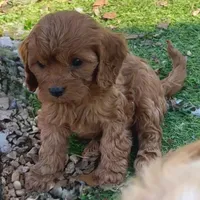 Toby, a male Cavapoo for sale in Republic, MO – Photo 8 of 10