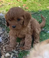 Toby, a male Cavapoo for sale in Springfield, MO – Photo 2 of 7
