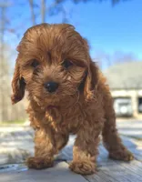 Toby, a male Cavapoo for sale in Republic, MO – Photo 5 of 10
