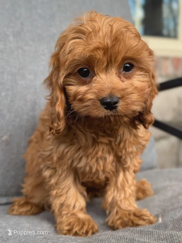Toby – Cavapoo puppy for sale in Republic, MO
