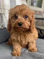 Teddy, a male Cavapoo for sale in Republic, MO – Photo 4 of 9