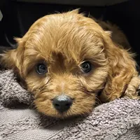 Toby, a male Cavapoo for sale in Republic, MO – Photo 6 of 10