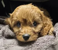 Toby, a male Cavapoo for sale in Springfield, MO – Photo 1 of 7