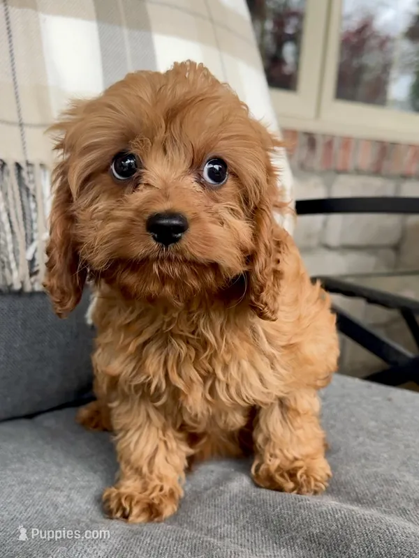 Toby – Cavapoo puppy for sale in Republic, MO