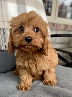 Teddy, a male Cavapoo for sale in Republic, MO – Photo 2 of 9