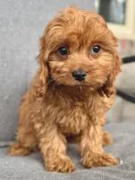 Toby, a male Cavapoo for sale in Republic, MO – Photo 2 of 10