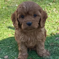 Toby, a male Cavapoo for sale in Republic, MO – Photo 7 of 10
