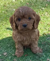 Toby, a male Cavapoo for sale in Springfield, MO – Photo 3 of 7