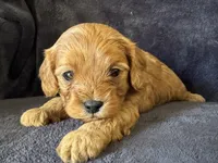 Scout, a male Cavapoo for sale in Springfield, MO – Photo 3 of 3