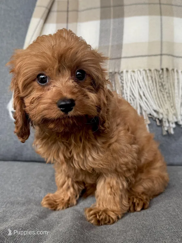 Toby – Cavapoo puppy for sale in Republic, MO