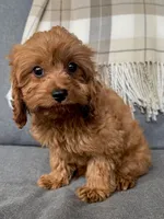Teddy, a male Cavapoo for sale in Republic, MO – Photo 3 of 9