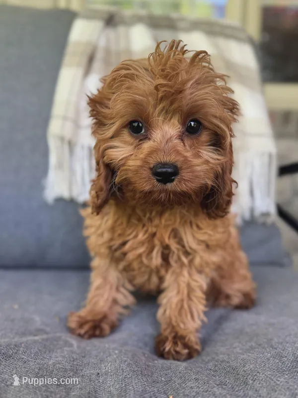 Teddy – Cavapoo puppy for sale in Republic, MO