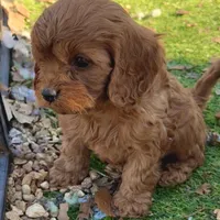 Toby, a male Cavapoo for sale in Republic, MO – Photo 9 of 10