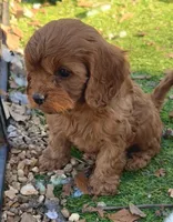 Toby, a male Cavapoo for sale in Springfield, MO – Photo 4 of 7