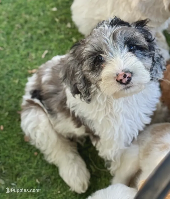 Duke – Cockapoo puppy for sale in Republic, MO