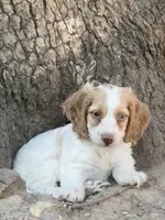 Max, a male Cockapoo and Cocker Spaniel for sale in Republic, MO – 6 of 7