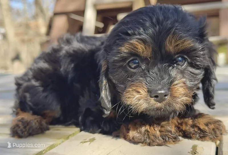 Lillie – Cavapoo puppy for sale in Springfield, MO