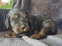 Lillie, a female Cavapoo for sale in Springfield, MO – Photo 2 of 2