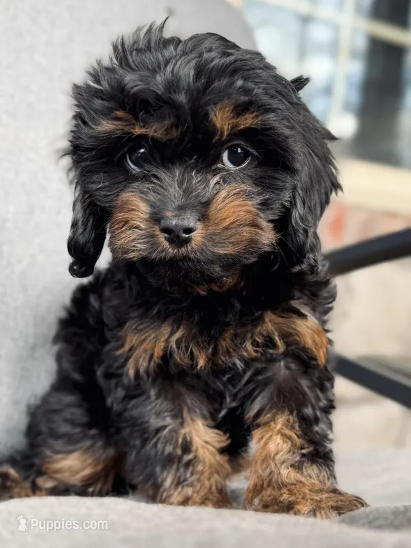 Lillie – Cavapoo puppy for sale in Springfield, MO