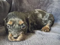 Lillie, a female Cavapoo for sale in Springfield, MO – Photo 1 of 2