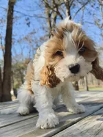 Pip, a female Cavapoo for sale in Republic, MO – Photo 3 of 10