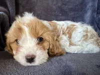 Pip, a female Cavapoo for sale in Springfield, MO – Photo 2 of 5