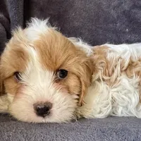 Pip, a female Cavapoo for sale in Republic, MO – Photo 7 of 10