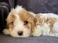 Pip, a female Cavapoo for sale in Springfield, MO – Photo 1 of 5