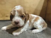 Pip, a female Cavapoo for sale in Springfield, MO – Photo 5 of 5