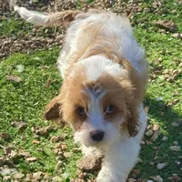 Pip, a female Cavapoo for sale in Republic, MO – Photo 8 of 10