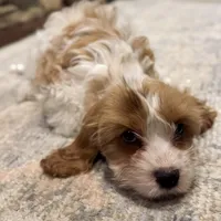 Pip, a female Cavapoo for sale in Republic, MO – Photo 6 of 10