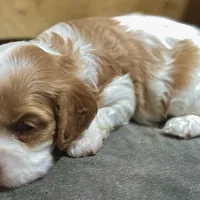 Pip, a female Cavapoo for sale in Republic, MO – Photo 10 of 10