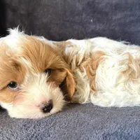 Pip, a female Cavapoo for sale in Republic, MO – Photo 9 of 10