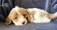 Pip, a female Cavapoo for sale in Springfield, MO – Photo 3 of 5
