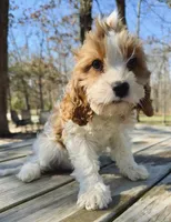 Pip, a female Cavapoo for sale in Republic, MO – Photo 1 of 10