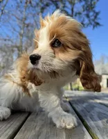 Pip, a female Cavapoo for sale in Republic, MO – Photo 4 of 10